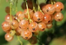 Fried brie with dried fruits and nuts